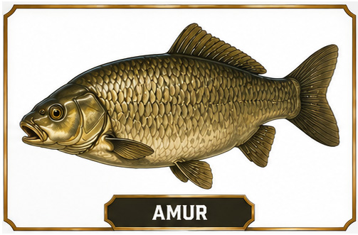 Amur