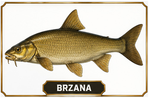 Brzana